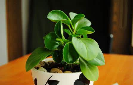 碧玉花的养殖方法 【碧玉花】碧玉花的养殖方法