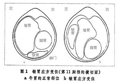 皱胃 皱胃疾病