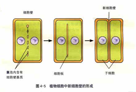 细胞壁的形成 细胞壁形成初期,赤道板上形成成膜体