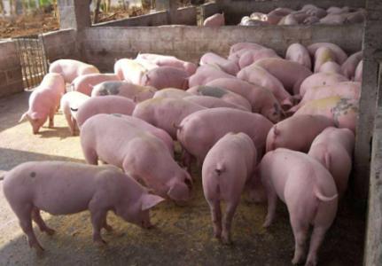 生猪价格持续下跌 山东禹城生猪价格持续下跌