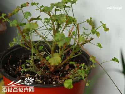 天使之眼 天使之眼扦插记录(图文)