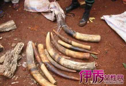 象牙的作用 象牙的作用 象牙的作用有哪些