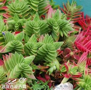 茜之塔 茜之塔 茜之塔Crassula corymbulosa基本养护篇