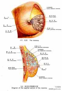 gsh的生理功能是什么 乳房有什么生理功能