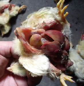 治疗鸡禽流感的药物 治疗鸡禽流感的药物 禽流感的治疗手段