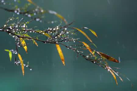 凉凉天意潋滟一身花色 潋一丝秋雨，浅忆