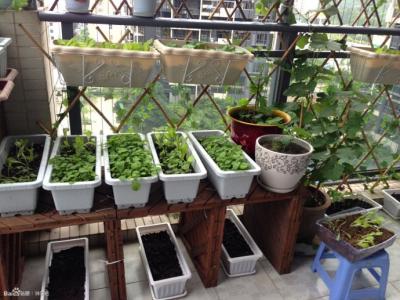 水壶发豆芽 阳台种菜就是好玩——用水壶来发豆芽