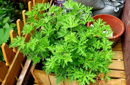 什么草驱蚊子 驱蚊的植物有哪些
