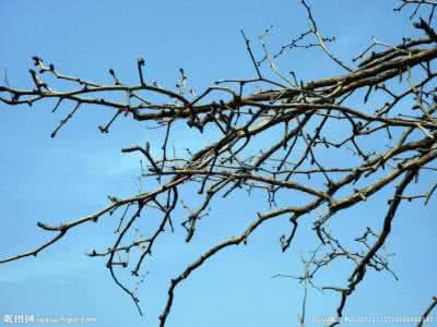 盼春 七绝 盼春