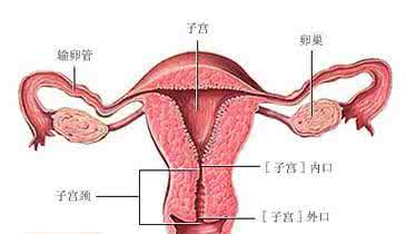 子宫囊肿是怎么形成的 子宫囊肿是怎么形成的 子宫囊肿如何治疗