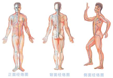 全身人体分布图 人体的上下左右可以互相治疗——全身小病一扫光