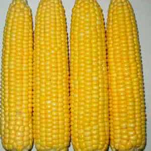 甜玉米是转基因的吗 测出肠胃病的甜玉米