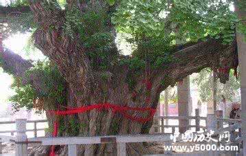 中国十大千年古树 中国十大千年古树 中国历史中十大憾事 竟让国人屈辱千年