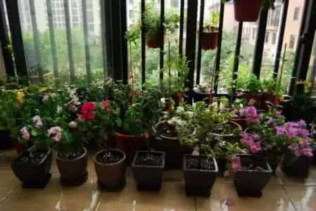 阳台养花技巧 阳台种花养花方法和技巧,如何在阳台种花