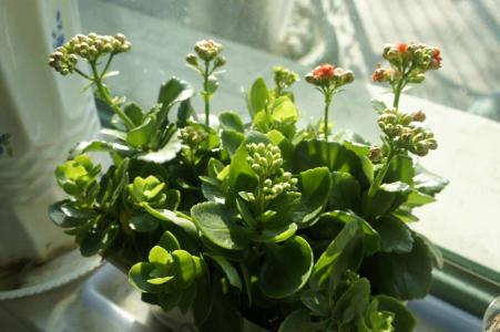 长寿花的养殖方法 长寿花的养殖方法 【长寿花的养殖】手把手教你种植长寿花