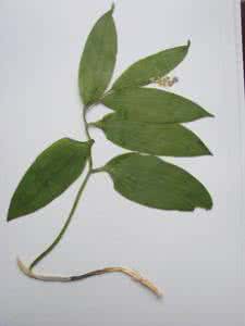 菊花黄精片官方价格 黄精图片 五叶黄精