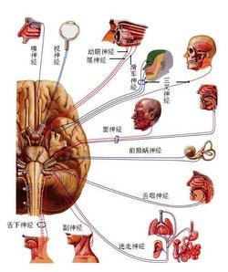 神经症吃什么药 神经症 神经症吃什么药？