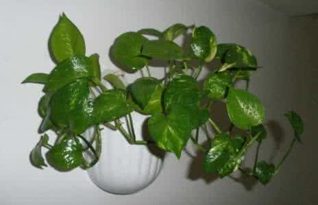 绿萝为什么有水就能活 遇水即活，来看绿萝这朵生命之花的盆栽养植攻略