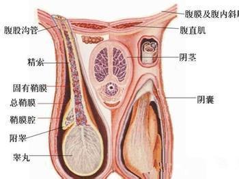 小狗只有一只睾丸 一只睾丸是怎么回事?