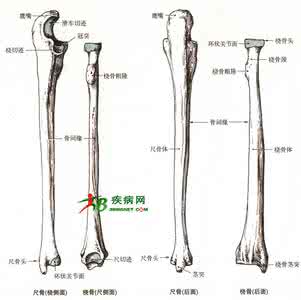 尺骨桡骨正位片图像 尺骨桡骨图