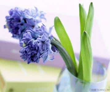风信子的花语是什么 十二月的花语是什么(风信子)