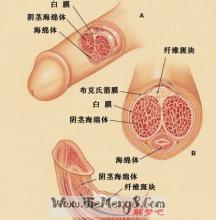 梦到被女人抓住阴茎 梦到阴茎变大 梦到阴茎