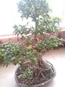 榕树盆景掉叶子怎么办 榕树盆景掉叶子 美丽的叶子花属（盆景）