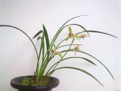 用什么水浇兰花好 怎么给兰花浇水
