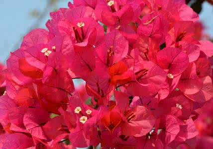 麻城杜鹃花什么时候开 杜鹃花什么时候开:杜鹃花有三种花期