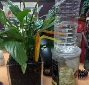输液器自制浇花神器 自制自动浇花神器