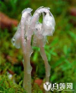 冥界之花的传说 冥界之花是什么花？它有怎样的传说？