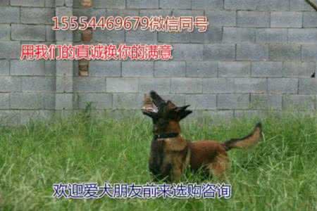 养一只羊等你回家 养一只羊等你回家 想有一只狗狗等你回家么？