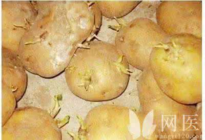 土豆发芽了还能吃吗 土豆发芽了还能吃吗 土豆的功效作用及做法