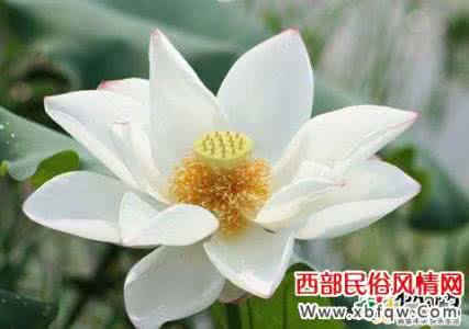 白莲花是什么意思 白莲花是什么意思 梦见莲花_白莲花是什么意思