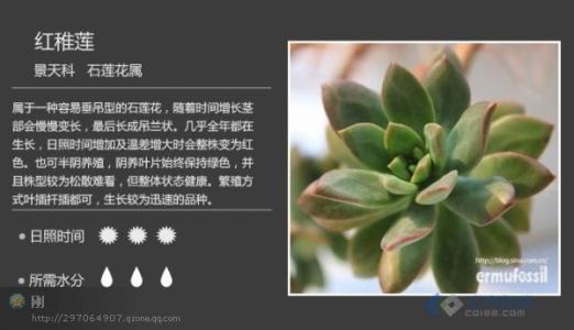 100种多肉植物图鉴 100+50种多肉图鉴