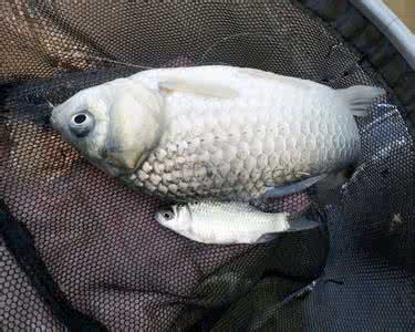 草鱼垂钓技巧 夏日午时鱼垂钓技巧