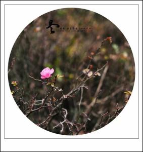 静守时光 以待流年 携一朵雪花 静守流年