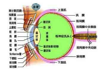 眼的结构和视觉的形成 视觉器官的进化 人眼的结构