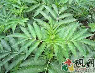 跌打损伤用什么药 接骨草：主治跌打损伤 节节有生气 叶叶显神奇