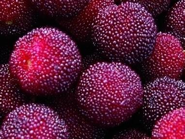 杨梅有什么功效和作用 杨梅的功效与作用