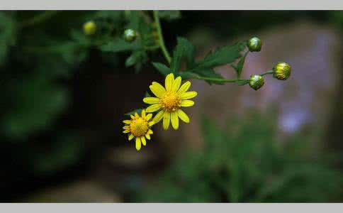 格力冷之静和风飞扬 套头衫】【静飞扬】==山菊花