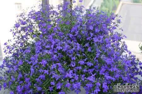 风铃草什么时候播种 六倍利什么时候播种