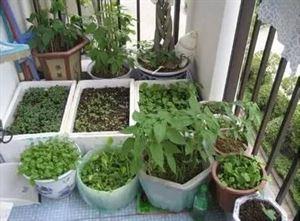家里阳台种什么菜最快 阳台上最容易种的那些菜