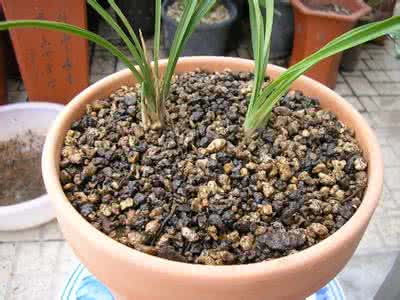 兰花植料配方大全2014 兰花植料配方大全2014 兰花植料的几种配方