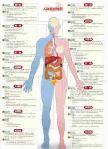 人体器官交易电话 人体哪些器官最易得癌？