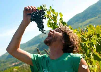 冬虫夏草 【健康保健 - 夏天,葡萄的功效堪比冬虫夏草,可惜很多人不知道 太痛心了】