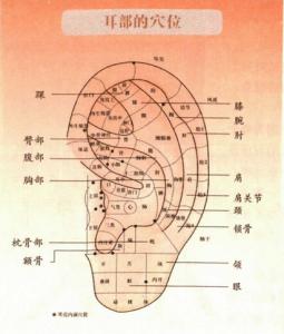 耳压疗法速成图解 耳压疗法速成图解【中】