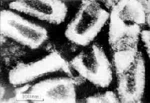 弹状病毒科特点 弹状病毒科