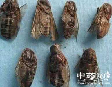 虻虫的功效与作用 虻虫的功效与作用 虻虫的功效猜猜看