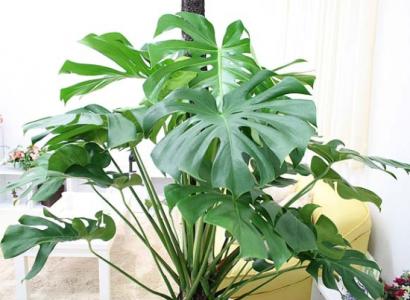 观叶植物 如何选购观叶植物